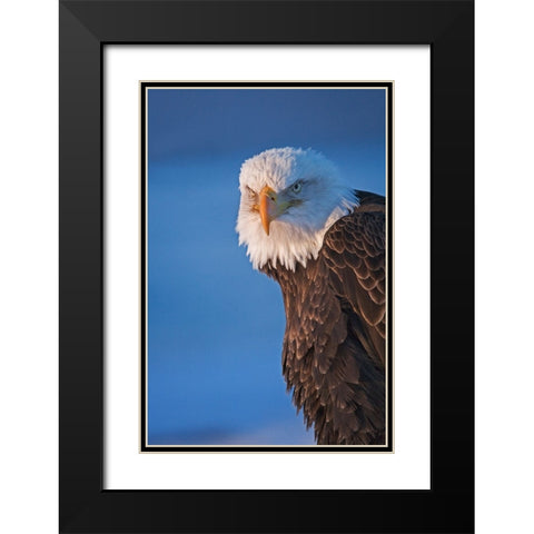 Bald Eagle-Homer-Alaska-USA Black Modern Wood Framed Art Print with Double Matting by Su, Keren