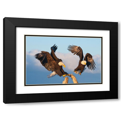 Bald Eagle-Homer-Alaska-USA Black Modern Wood Framed Art Print with Double Matting by Su, Keren