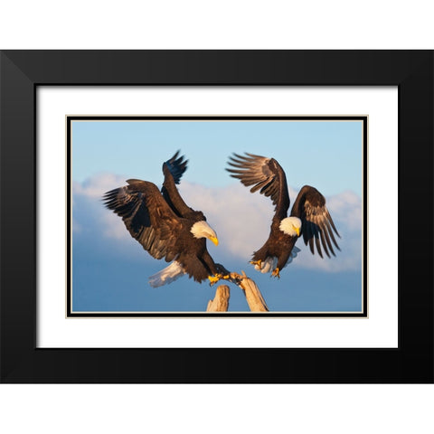 Bald Eagle-Homer-Alaska-USA Black Modern Wood Framed Art Print with Double Matting by Su, Keren