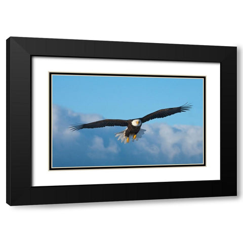 Bald Eagle flying-Homer-Alaska-USA Black Modern Wood Framed Art Print with Double Matting by Su, Keren