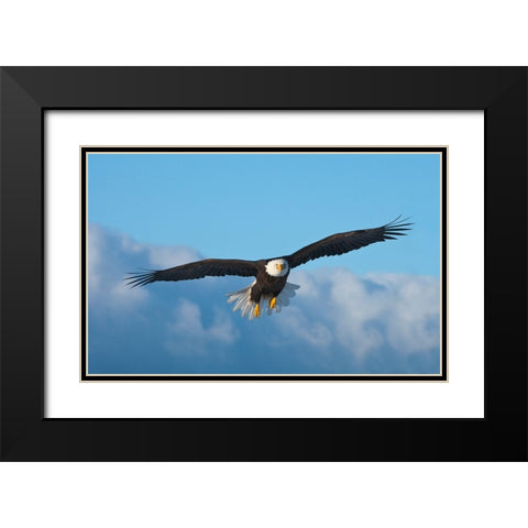 Bald Eagle flying-Homer-Alaska-USA Black Modern Wood Framed Art Print with Double Matting by Su, Keren