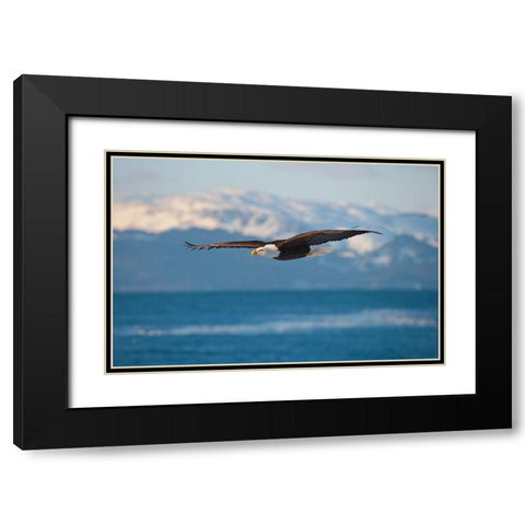 Bald Eagle flying over the ocean-snow mountain in the distance-Homer-Alaska-USA Black Modern Wood Framed Art Print with Double Matting by Su, Keren