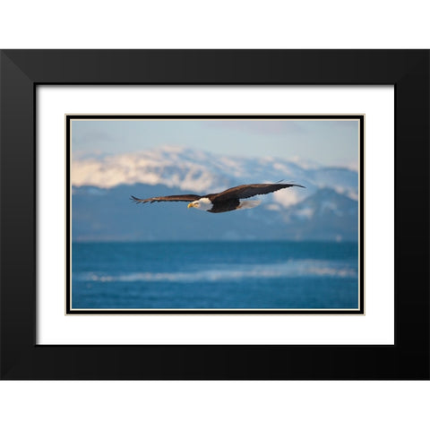 Bald Eagle flying over the ocean-snow mountain in the distance-Homer-Alaska-USA Black Modern Wood Framed Art Print with Double Matting by Su, Keren