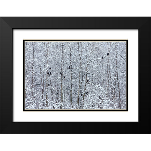 Bald Eagles perched on trees covered with snow-Haines-Alaska-USA Black Modern Wood Framed Art Print with Double Matting by Su, Keren