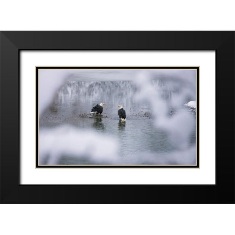 Bald Eagles on the river in the forest covered with snow-Haines-Alaska-USA Black Modern Wood Framed Art Print with Double Matting by Su, Keren