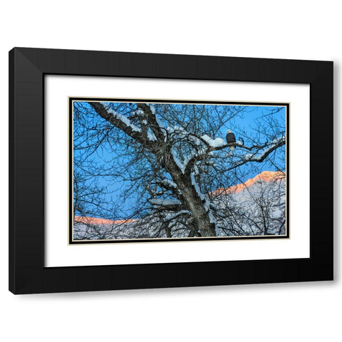 Bald Eagle perched on a tree covered with snow-snow mountain in the distance-Haines-Alaska-USA Black Modern Wood Framed Art Print with Double Matting by Su, Keren