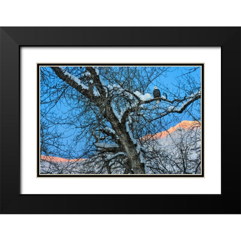 Bald Eagle perched on a tree covered with snow-snow mountain in the distance-Haines-Alaska-USA Black Modern Wood Framed Art Print with Double Matting by Su, Keren