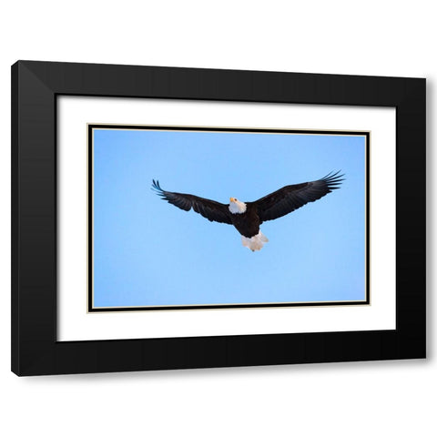 Bald Eagle flying in the sky-Haines-Alaska-USA Black Modern Wood Framed Art Print with Double Matting by Su, Keren