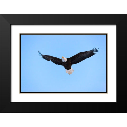 Bald Eagle flying in the sky-Haines-Alaska-USA Black Modern Wood Framed Art Print with Double Matting by Su, Keren