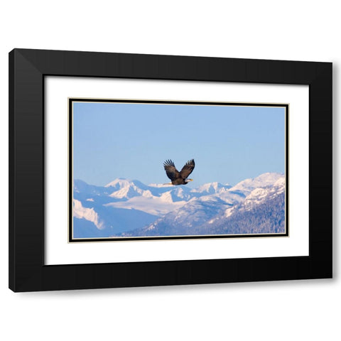 Bald Eagle flying over snow mountain-Haines-Alaska-USA Black Modern Wood Framed Art Print with Double Matting by Su, Keren