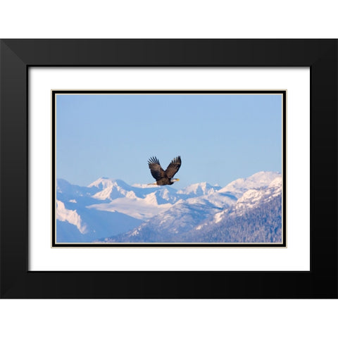 Bald Eagle flying over snow mountain-Haines-Alaska-USA Black Modern Wood Framed Art Print with Double Matting by Su, Keren