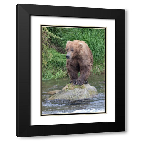 Brown Bear catching salmon in Brooks River-Katmai National Park-Alaska-USA Black Modern Wood Framed Art Print with Double Matting by Su, Keren