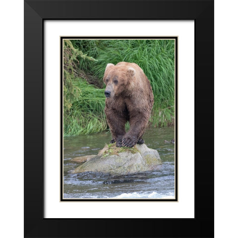Brown Bear catching salmon in Brooks River-Katmai National Park-Alaska-USA Black Modern Wood Framed Art Print with Double Matting by Su, Keren