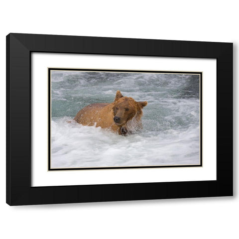 Brown Bear catching salmon at Brooks Falls-Katmai National Park-Alaska-USA Black Modern Wood Framed Art Print with Double Matting by Su, Keren