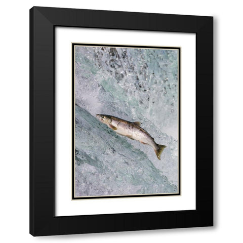 Salmon jumping over Brooks Falls-Katmai National Park-Alaska-USA Black Modern Wood Framed Art Print with Double Matting by Su, Keren