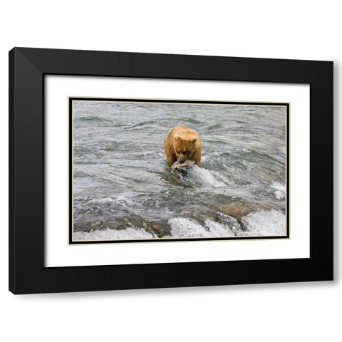Brown Bear catching salmon at Brooks Falls-Katmai National Park-Alaska-USA Black Modern Wood Framed Art Print with Double Matting by Su, Keren