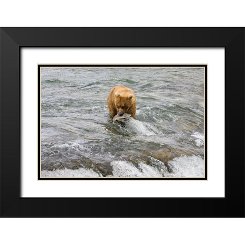 Brown Bear catching salmon at Brooks Falls-Katmai National Park-Alaska-USA Black Modern Wood Framed Art Print with Double Matting by Su, Keren