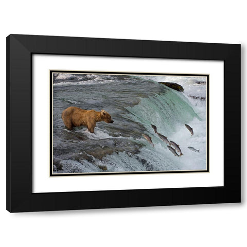 Tourists photographing Brown Bear catching salmon at Brooks Falls-Katmai National Park-Alaska-USA Black Modern Wood Framed Art Print with Double Matting by Su, Keren