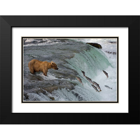 Tourists photographing Brown Bear catching salmon at Brooks Falls-Katmai National Park-Alaska-USA Black Modern Wood Framed Art Print with Double Matting by Su, Keren
