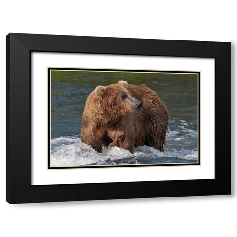 Brown Bear catching salmon at Brooks Falls-Katmai National Park-Alaska-USA Black Modern Wood Framed Art Print with Double Matting by Su, Keren