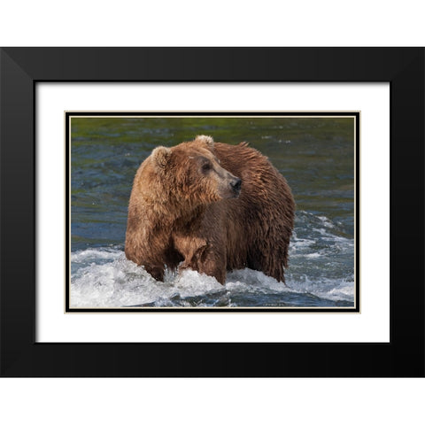 Brown Bear catching salmon at Brooks Falls-Katmai National Park-Alaska-USA Black Modern Wood Framed Art Print with Double Matting by Su, Keren