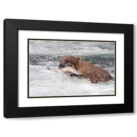 Brown Bear catching salmon at Brooks Falls-Katmai National Park-Alaska-USA Black Modern Wood Framed Art Print with Double Matting by Su, Keren