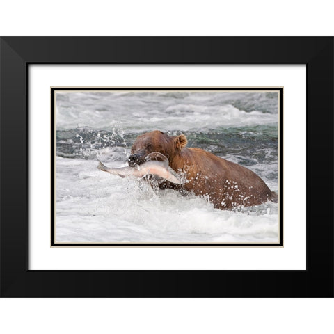 Brown Bear catching salmon at Brooks Falls-Katmai National Park-Alaska-USA Black Modern Wood Framed Art Print with Double Matting by Su, Keren