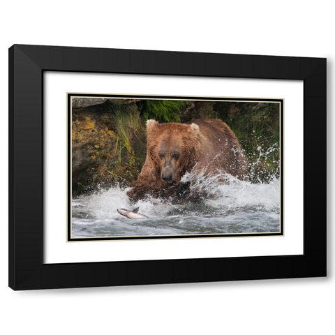 Brown Bear catching salmon at Brooks Falls-Katmai National Park-Alaska-USA Black Modern Wood Framed Art Print with Double Matting by Su, Keren