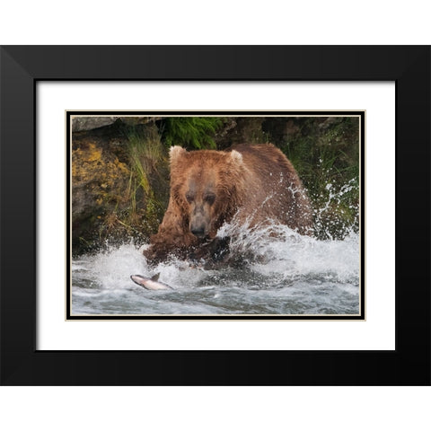 Brown Bear catching salmon at Brooks Falls-Katmai National Park-Alaska-USA Black Modern Wood Framed Art Print with Double Matting by Su, Keren