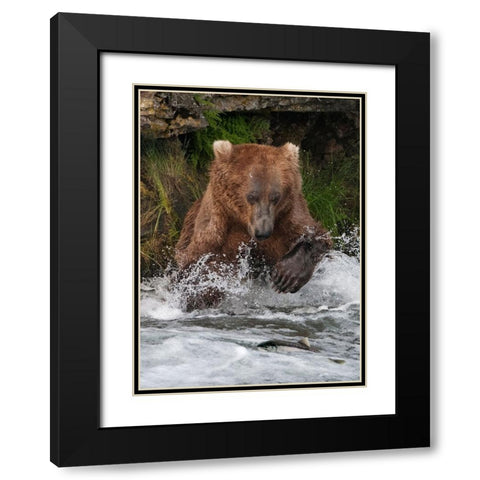 Brown Bear catching salmon at Brooks Falls-Katmai National Park-Alaska-USA Black Modern Wood Framed Art Print with Double Matting by Su, Keren