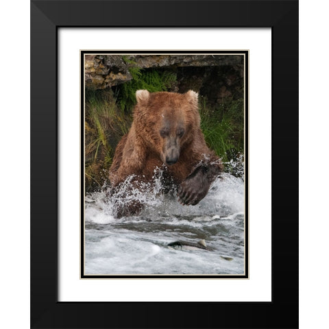 Brown Bear catching salmon at Brooks Falls-Katmai National Park-Alaska-USA Black Modern Wood Framed Art Print with Double Matting by Su, Keren