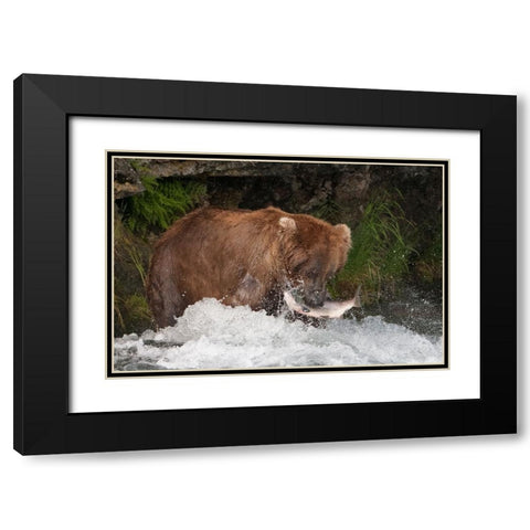 Brown Bear catching salmon at Brooks Falls-Katmai National Park-Alaska-USA Black Modern Wood Framed Art Print with Double Matting by Su, Keren