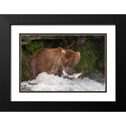 Brown Bear catching salmon at Brooks Falls-Katmai National Park-Alaska-USA Black Modern Wood Framed Art Print with Double Matting by Su, Keren