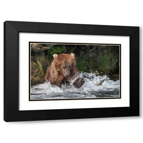 Brown Bear catching salmon at Brooks Falls-Katmai National Park-Alaska-USA Black Modern Wood Framed Art Print with Double Matting by Su, Keren