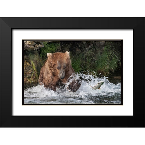 Brown Bear catching salmon at Brooks Falls-Katmai National Park-Alaska-USA Black Modern Wood Framed Art Print with Double Matting by Su, Keren