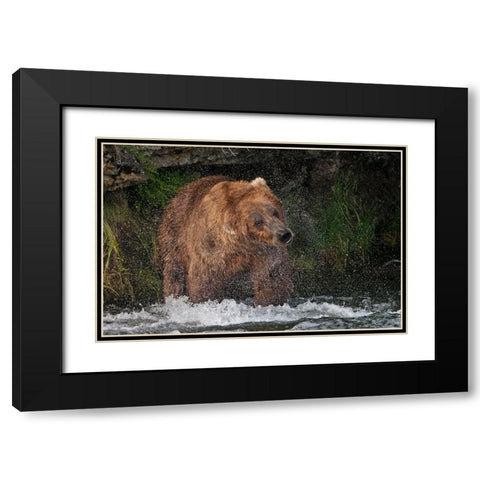 Brown Bear catching salmon at Brooks Falls-Katmai National Park-Alaska-USA Black Modern Wood Framed Art Print with Double Matting by Su, Keren