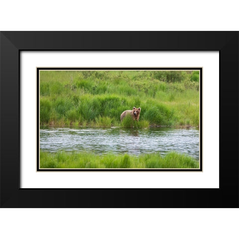 Brown Bear in Brooks River-Katmai National Park-Alaska-USA Black Modern Wood Framed Art Print with Double Matting by Su, Keren