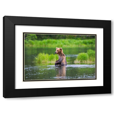 Brown Bear standing in Brooks River-Katmai National Park-Alaska-USA Black Modern Wood Framed Art Print with Double Matting by Su, Keren