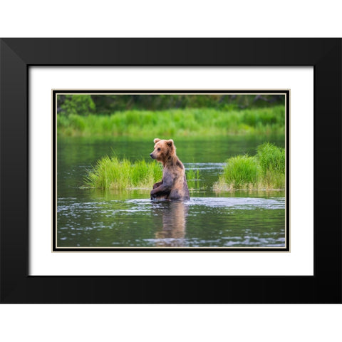 Brown Bear standing in Brooks River-Katmai National Park-Alaska-USA Black Modern Wood Framed Art Print with Double Matting by Su, Keren