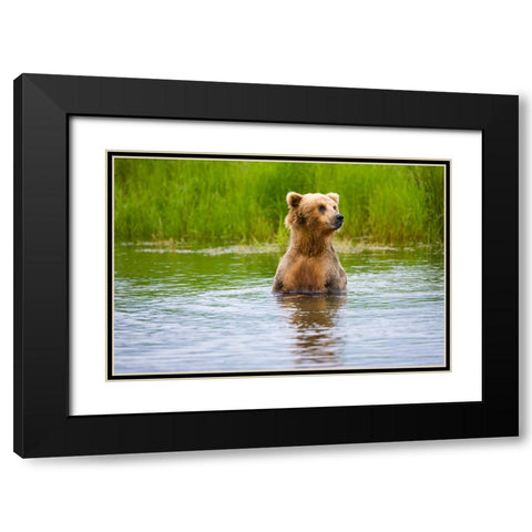 Brown Bear standing on Brooks River-Katmai National Park-Alaska-USA Black Modern Wood Framed Art Print with Double Matting by Su, Keren