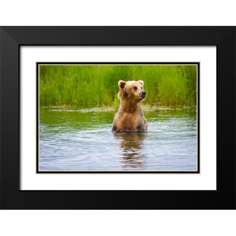 Brown Bear standing on Brooks River-Katmai National Park-Alaska-USA Black Modern Wood Framed Art Print with Double Matting by Su, Keren