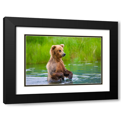 Brown Bear standing in Brooks River-Katmai National Park-Alaska-USA Black Modern Wood Framed Art Print with Double Matting by Su, Keren