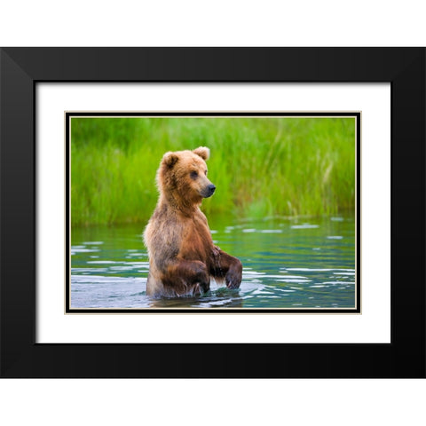 Brown Bear standing in Brooks River-Katmai National Park-Alaska-USA Black Modern Wood Framed Art Print with Double Matting by Su, Keren