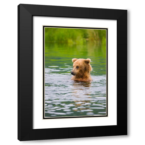 Brown Bear standing in Brooks River-Katmai National Park-Alaska-USA Black Modern Wood Framed Art Print with Double Matting by Su, Keren