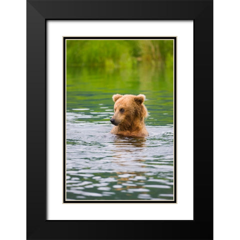 Brown Bear standing in Brooks River-Katmai National Park-Alaska-USA Black Modern Wood Framed Art Print with Double Matting by Su, Keren