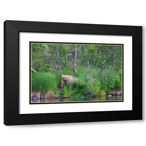 Brown Bear in the grass by Brooks River-Katmai National Park-Alaska-USA Black Modern Wood Framed Art Print with Double Matting by Su, Keren