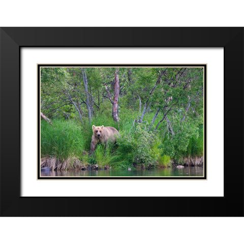 Brown Bear in the grass by Brooks River-Katmai National Park-Alaska-USA Black Modern Wood Framed Art Print with Double Matting by Su, Keren