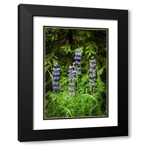 Near Homer-Alaska-meadows of lupine Black Modern Wood Framed Art Print with Double Matting by Richardson, Larry