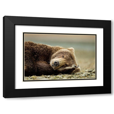 Brown Bear, Katmai National Park, Alaska. Black Modern Wood Framed Art Print with Double Matting by Souders, Paul