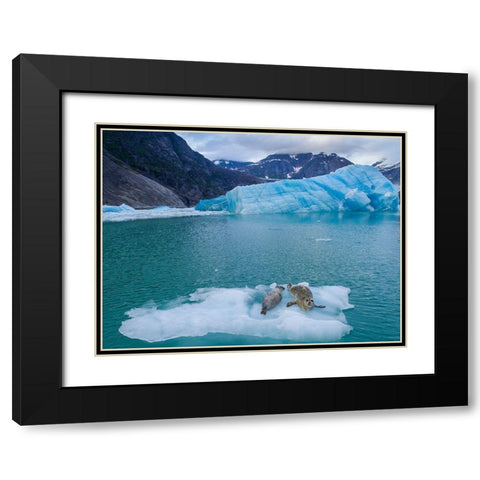 Alaska-Leconte Bay-Aerial view of Harbor Seal and pup resting on iceberg calved from LeConte Glacier Black Modern Wood Framed Art Print with Double Matting by Souders, Paul
